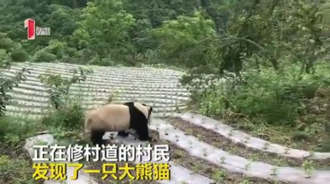 野生大熊猫现汶川 实为科研熊猫进村不怕生