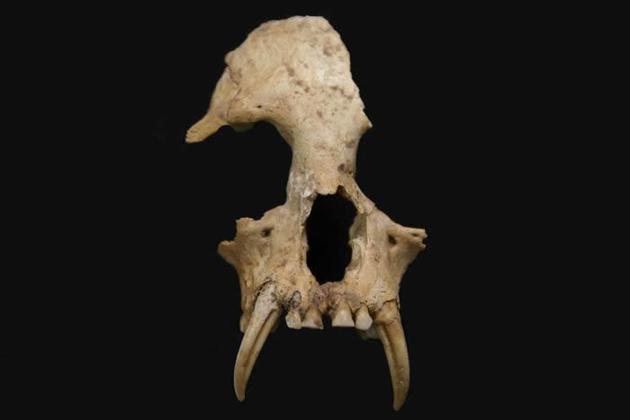 2006年，考古人员在战国时秦陵园挖掘了13个陪葬坑，其中12号坑内出土了很多明显不是家畜的动物骨头